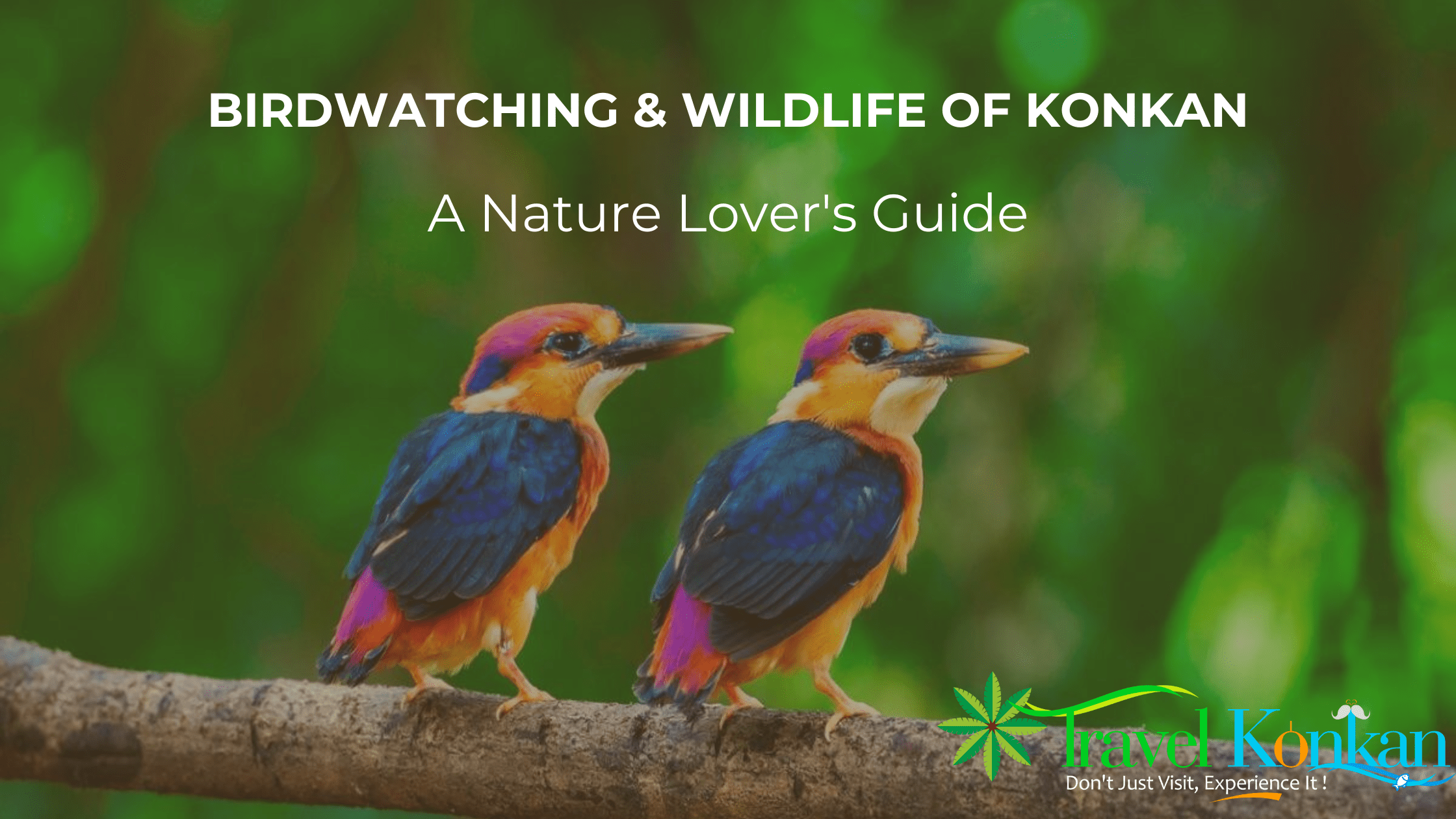 Birdwatching and&hellip;